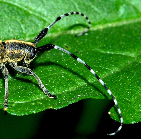 agapanthia sicula o villosvirdens?